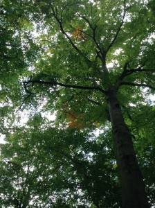 10305427_10154743899310160_510614814176688720_n